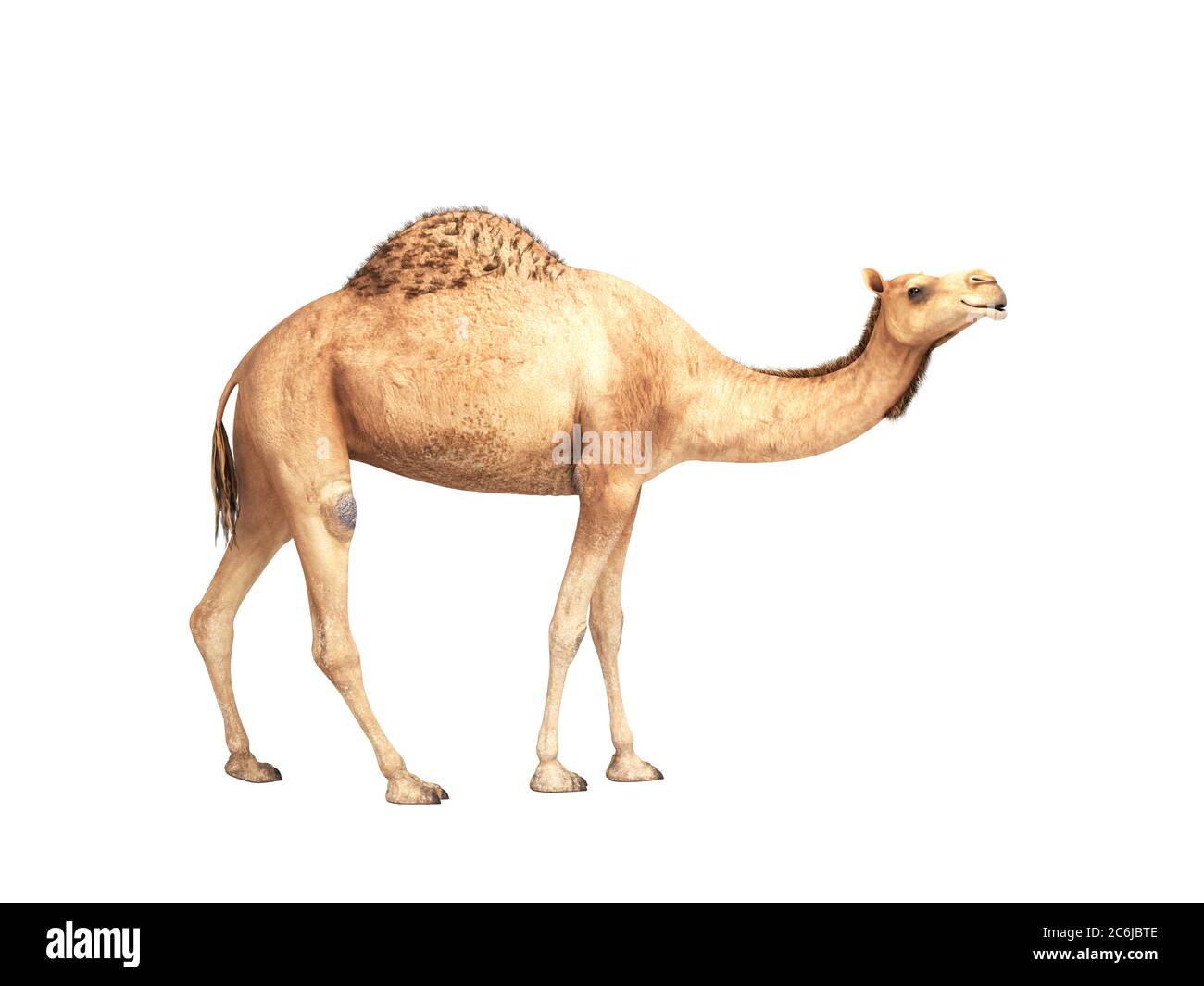 Camel steht auf weißem Hintergrund 3d Rendern keine Schatten Stockfoto