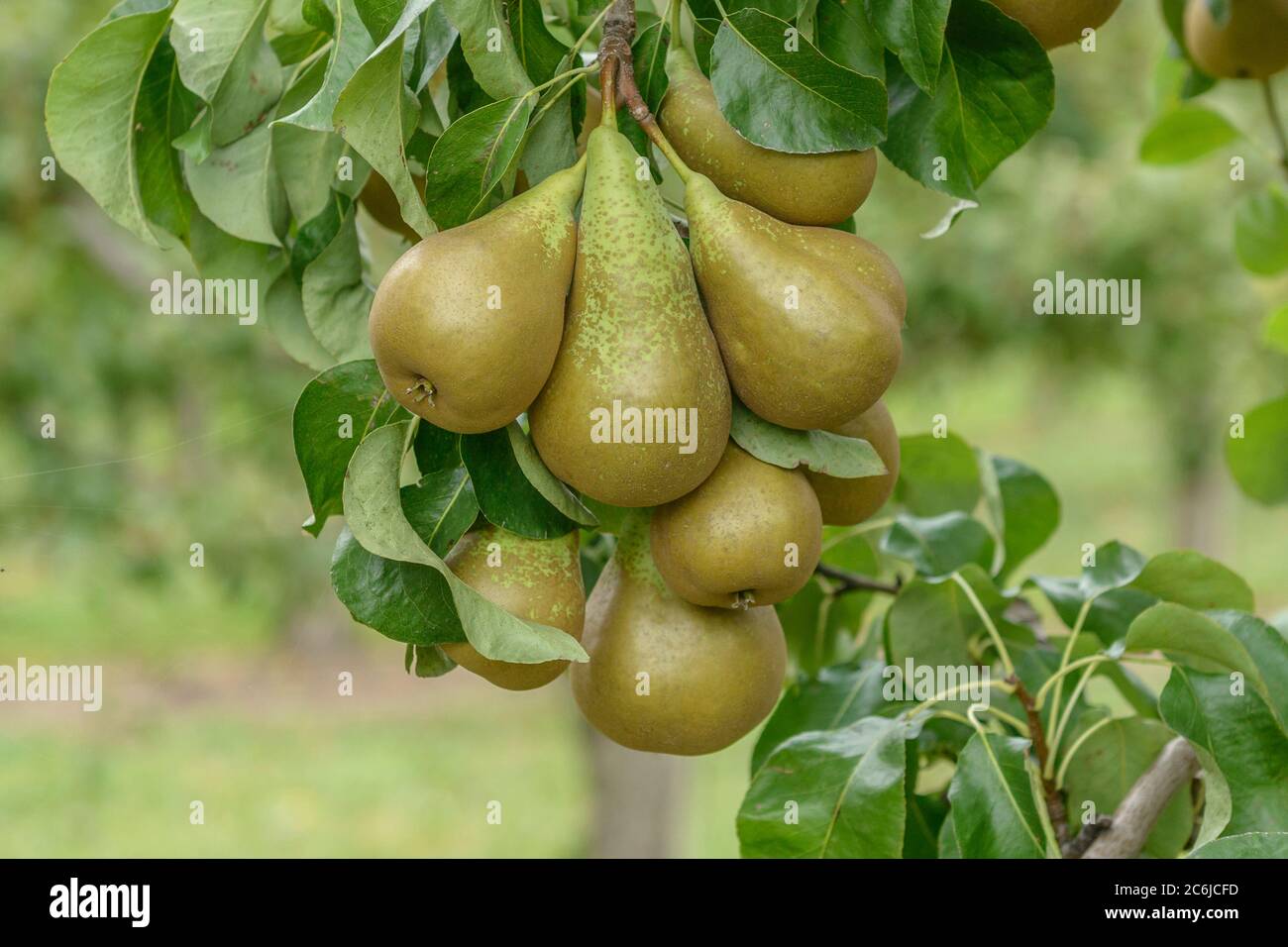 Birne Pyrus communis Konferenz, Pear Pyrus communis Konferenz Stockfoto