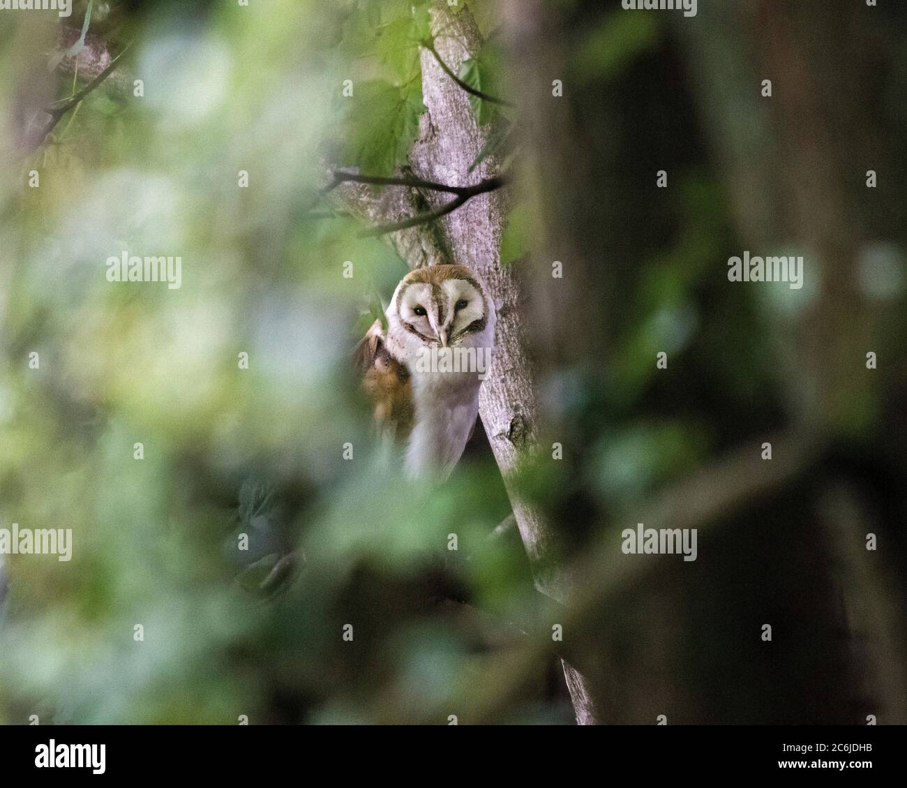Scheune Owl mit herzförmigem Gesicht, Buff Rücken und Flügeln und rein weißen Unterteilen, ist die Scheune Owl ein unverwechselbarer und viel geliebter Landvogel. Stockfoto