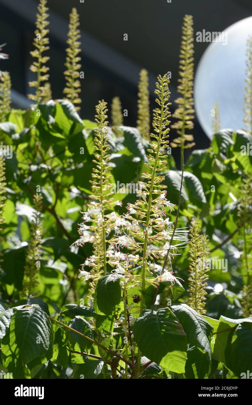 Blühender Busch von aesculus parviflora oder der Flaschenbürste buckeye in der Sommersonne Stockfoto