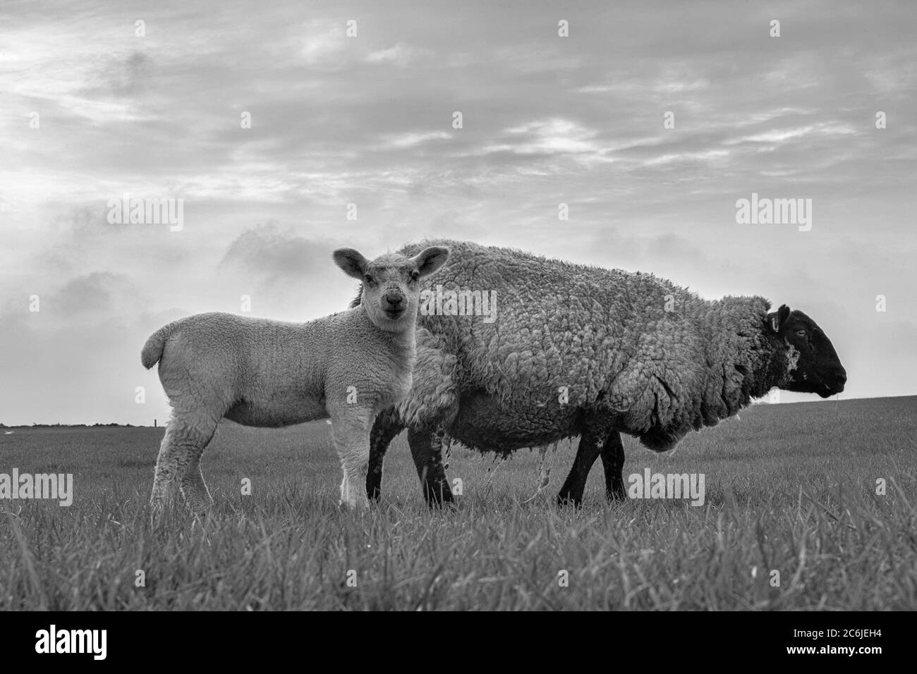 Schafe auf Bibelrecht, Heilige Insel von Lindisfarne, Northumberland, England, Großbritannien. Schwarz-Weiß-Version Stockfoto
