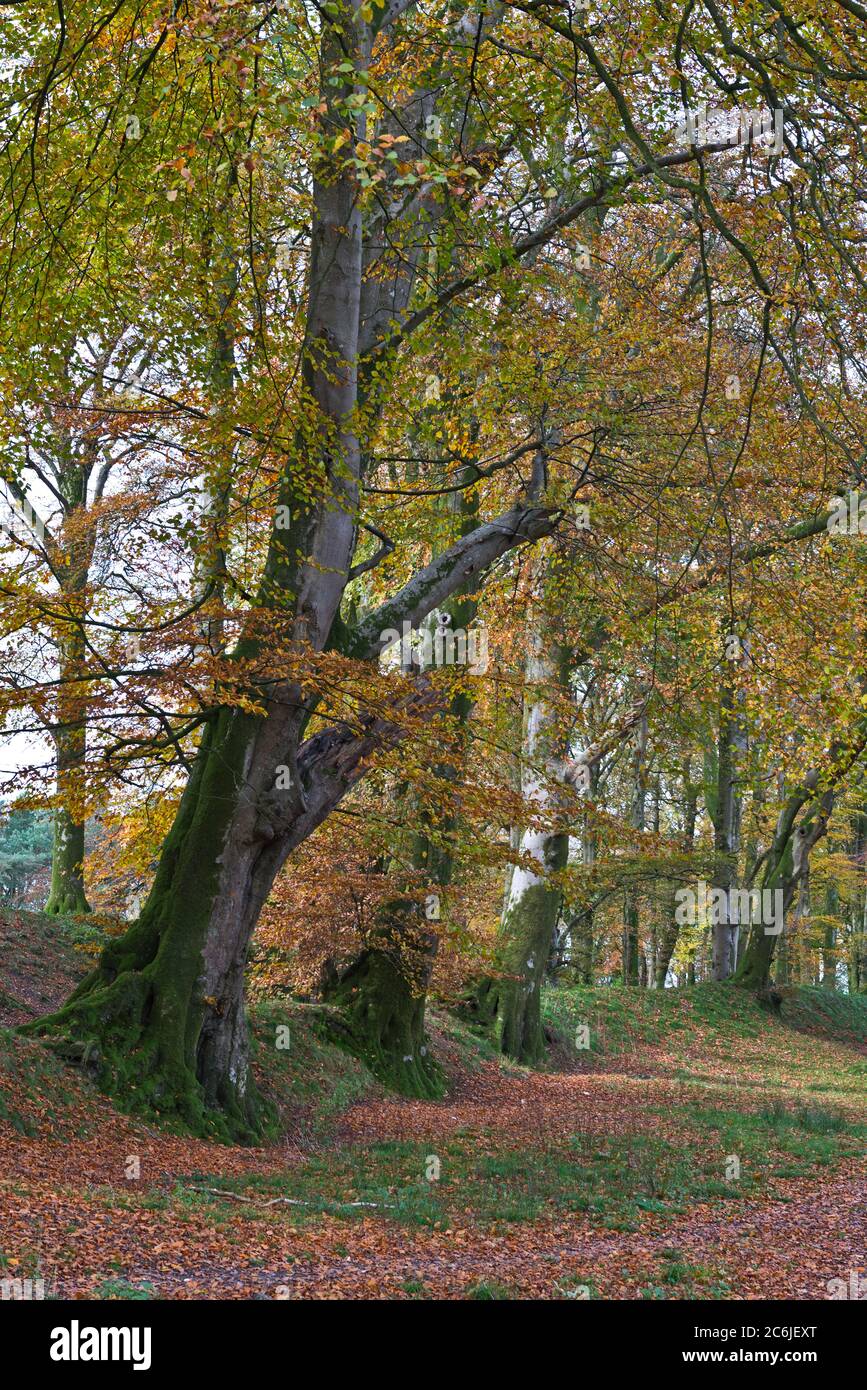 Herbstliche Farben in den bewaldeten Hängen des eisernen Hügels auf Woodbury Common im East Devon Gebiet von außergewöhnlicher natürlicher Schönheit. Stockfoto