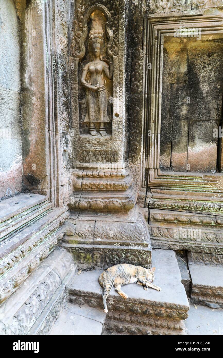 Eine Katze, die vor der verzierten Schnitzerei im Ta Prohm Tempelkomplex, Siem Reap, Kambodscha, Asien liegt Stockfoto
