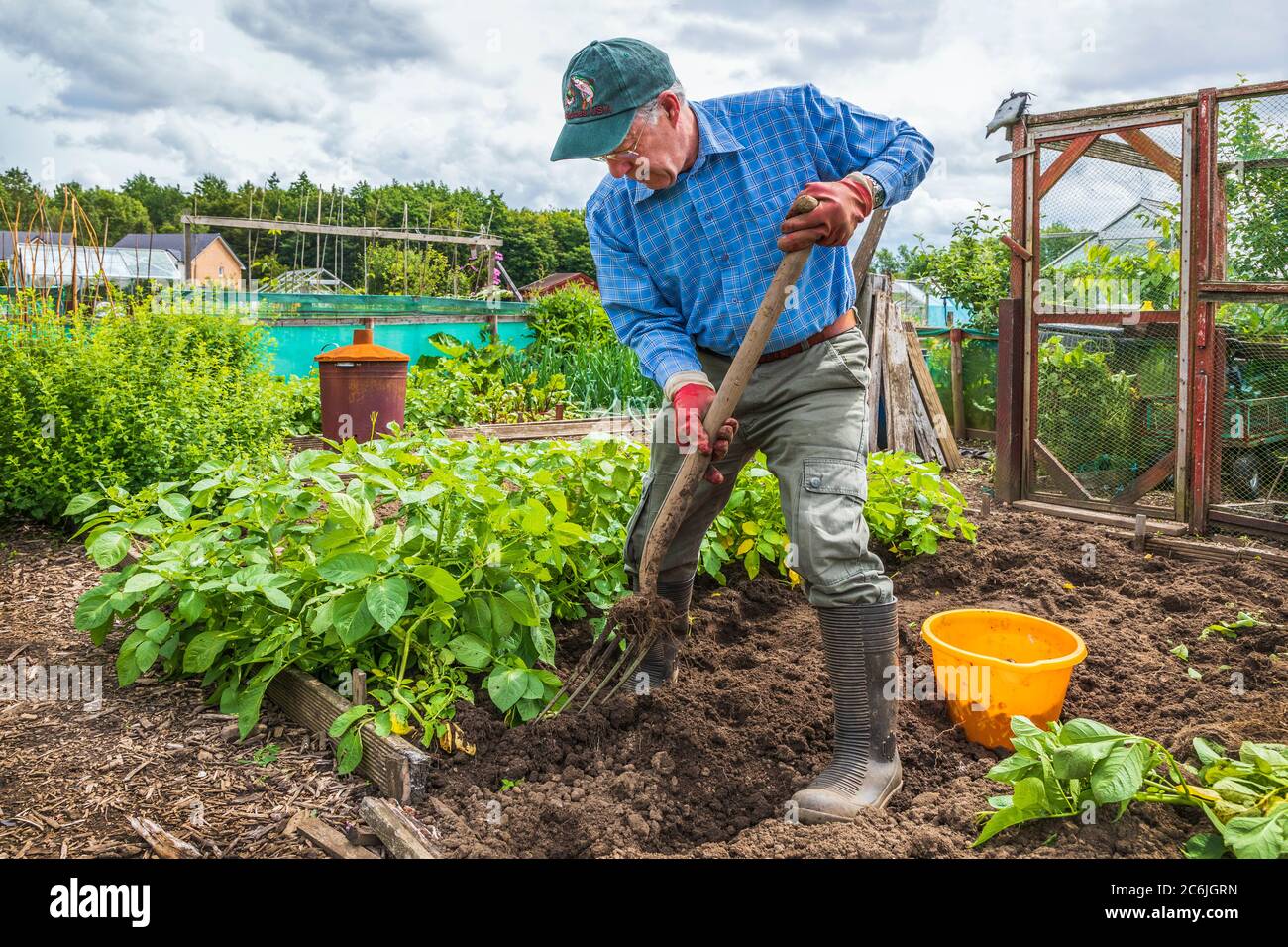 Gordon Allison gräbt Kartoffeln auf seinem Grundstück, Grundstück 25, bei Eglinton Growers, Kilwinning, Ayrshire, Schottland, Großbritannien Stockfoto