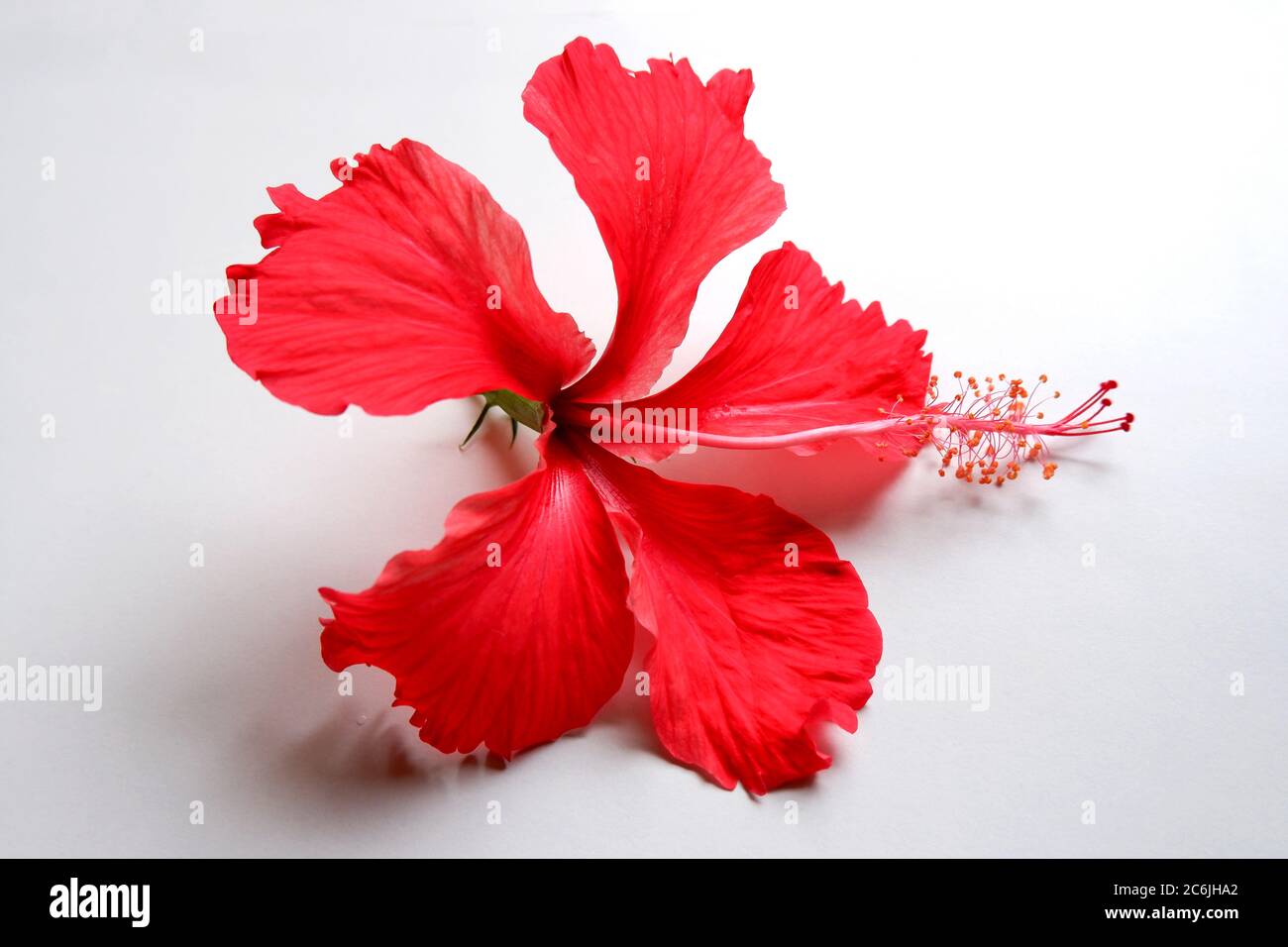 Hibiskusblüten auf weißem Grund sind rote Hibiskusblüten, die für ihre großen, bunten Blüten bekannt sind. Diese Blüten können eine dekorative Ergänzung sein Stockfoto