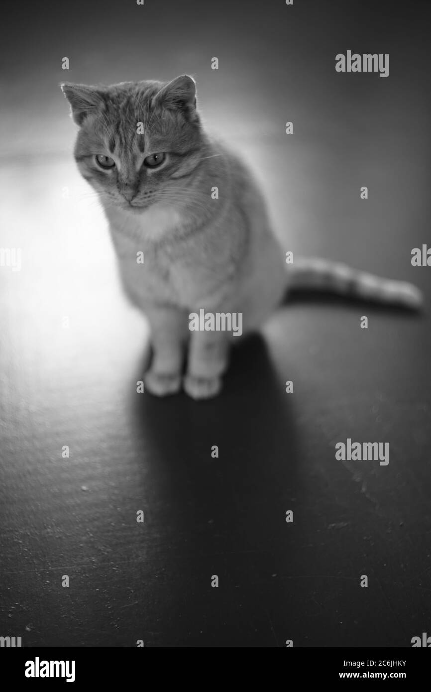 Schöne Katze sitzt auf dem glänzenden Holzboden drinnen. BW-Foto. Stockfoto