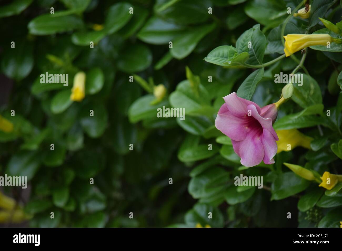 Schöne rosa Farbe Blume im Freien, verschwommener Hintergrund, grün Stockfoto