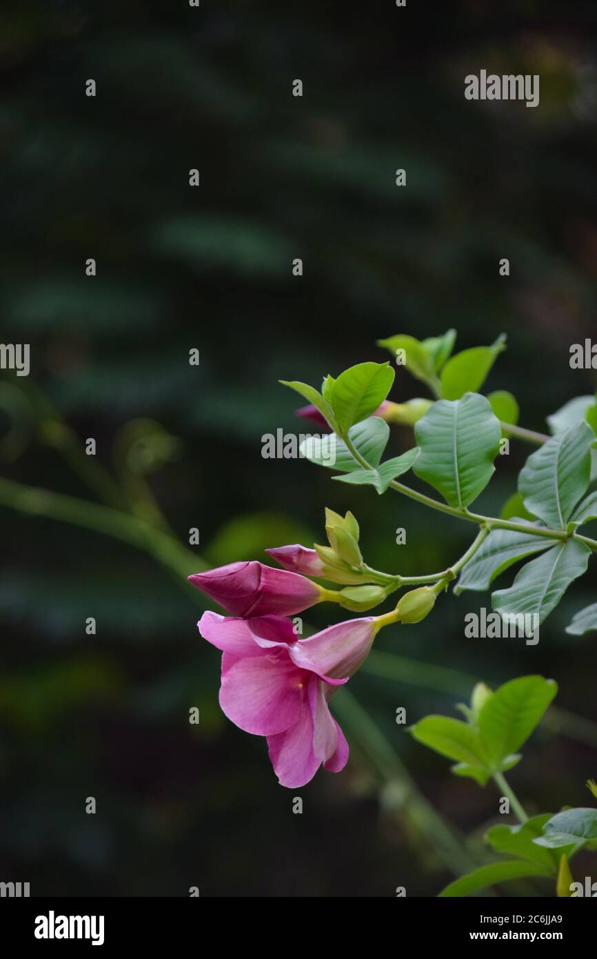 Schöne rosa Farbe Blume im Freien, verschwommener Hintergrund, grün Stockfoto