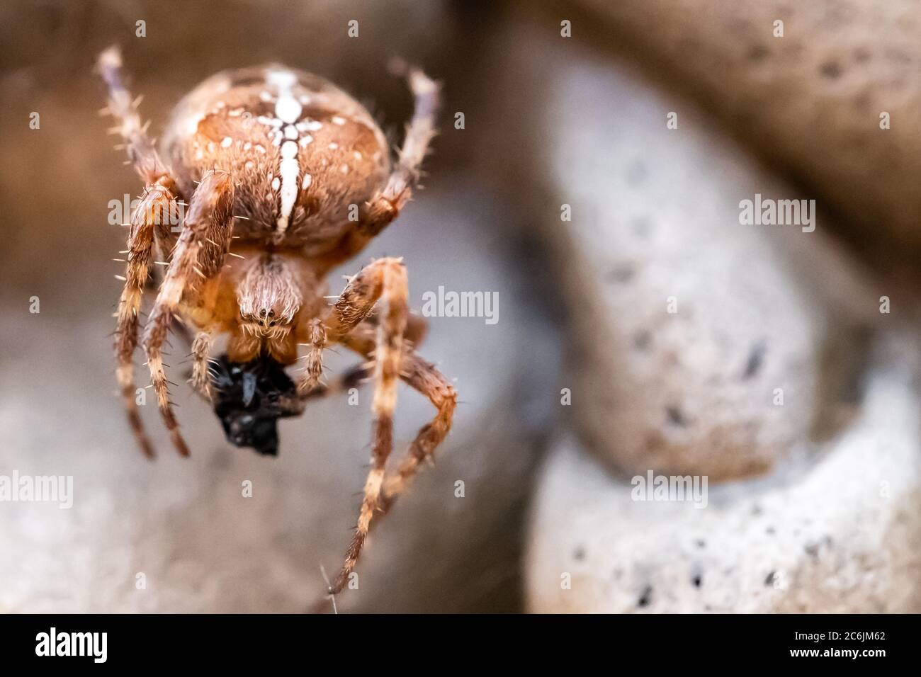 Blutsaugende Spinnentiere Stockfotos und -bilder Kaufen - Alamy