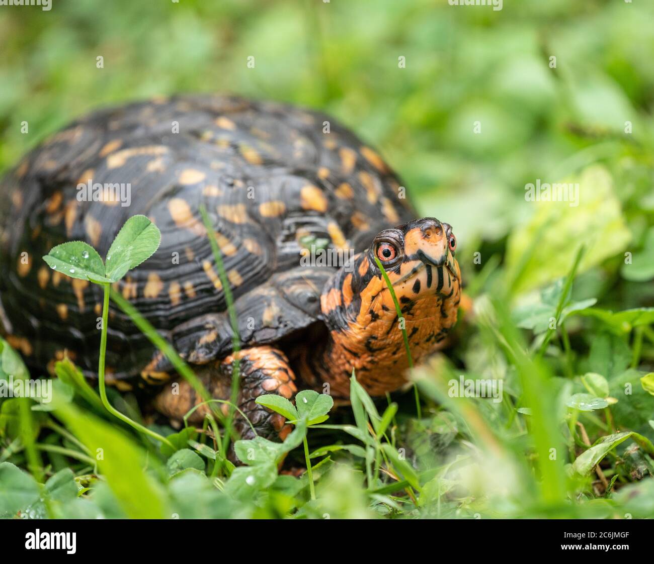 Eastern Box Turtle (Terrapene carolina Carolina) hat helle Färbung einschließlich roter Augen Stockfoto