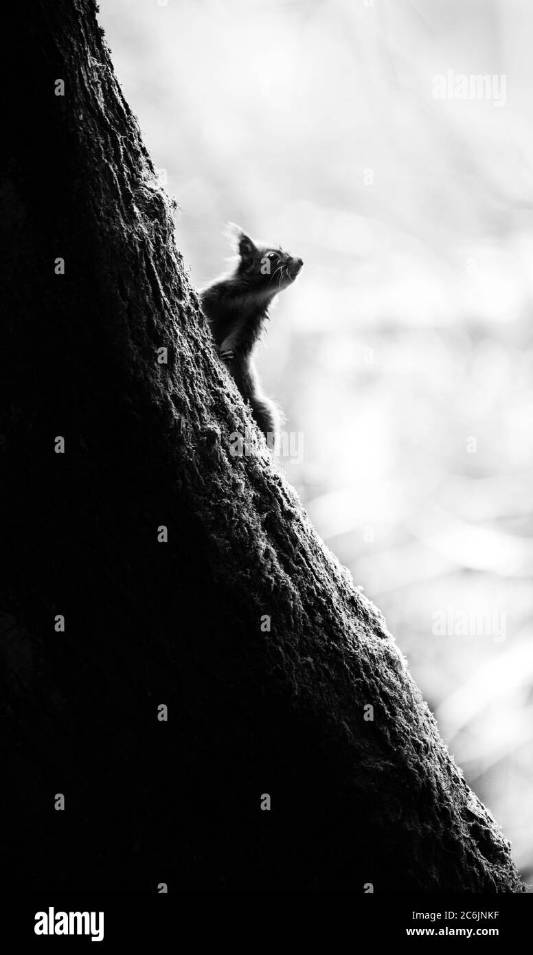 Porträt eines Roten Eichhörnchen in Waldlandschaft Stockfoto