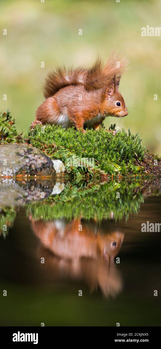 Porträt eines roten Eichhörnchen bereit für die Aktion & mit seinem Schwanz, um seine selbst vor dem kalten Wind mit Reflexion im Wasser zu schützen. Stockfoto