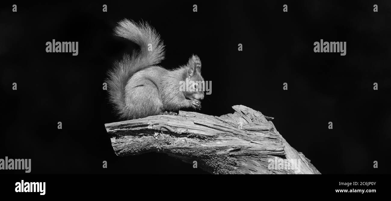 Porträt eines Roten Eichhörnchen in Waldlandschaft Stockfoto