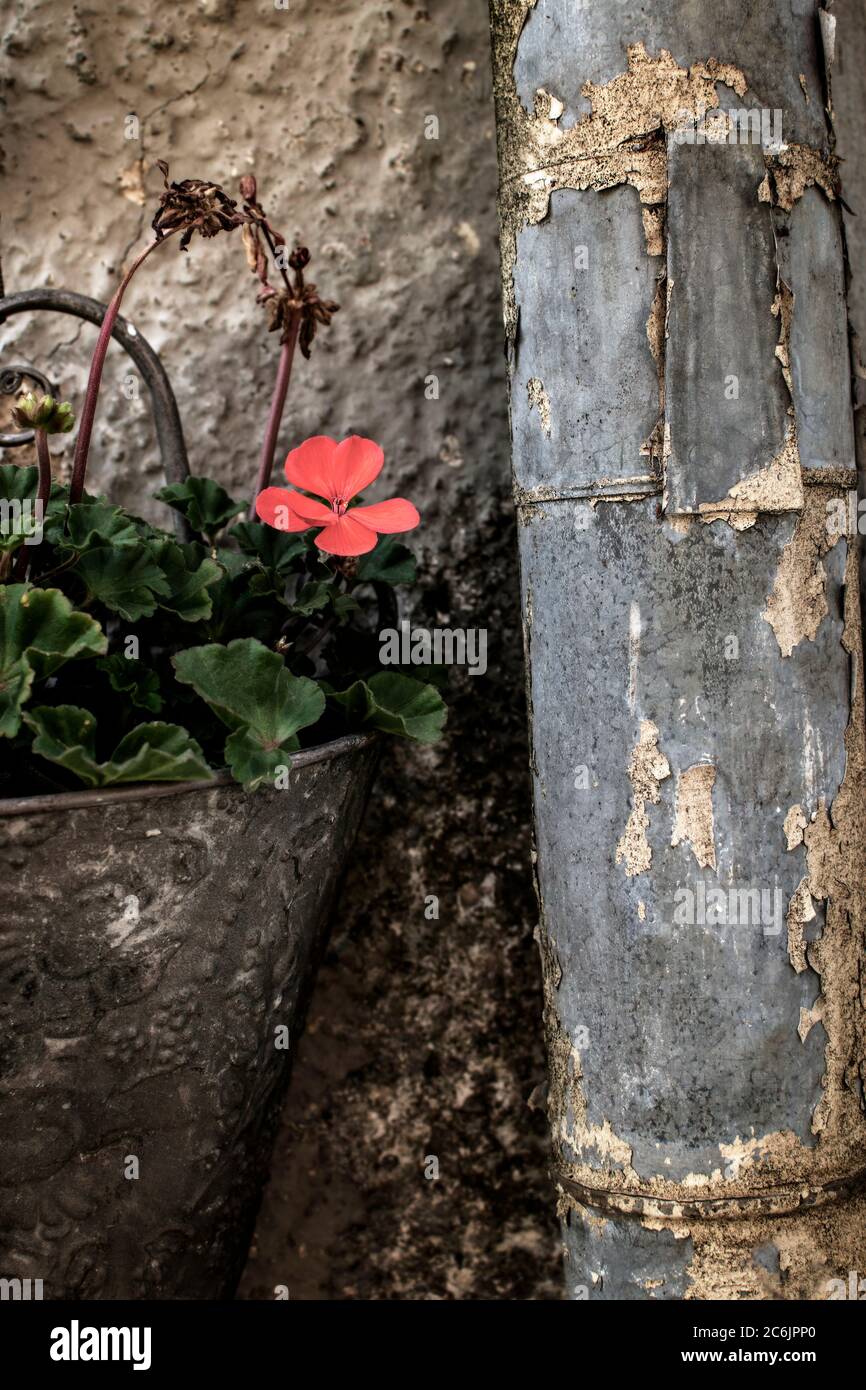 Vintage Stillleben der Blume in altmodischen Wandtopf und eine rostige Regenpfeife. Stockfoto