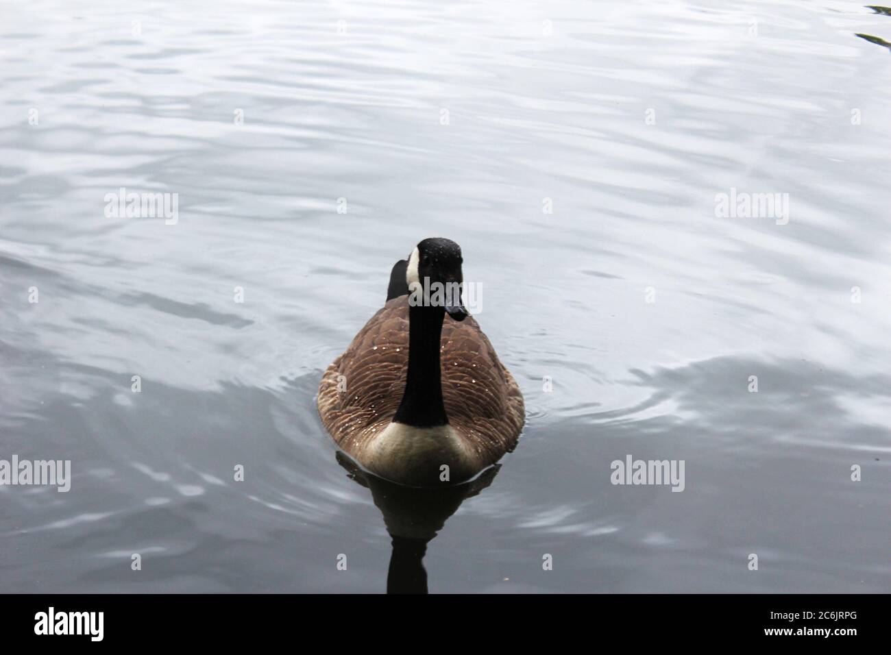 Kanada Gänsefront Profil auf einem See in Chorlton Wasserpark in Manchester, England Stockfoto