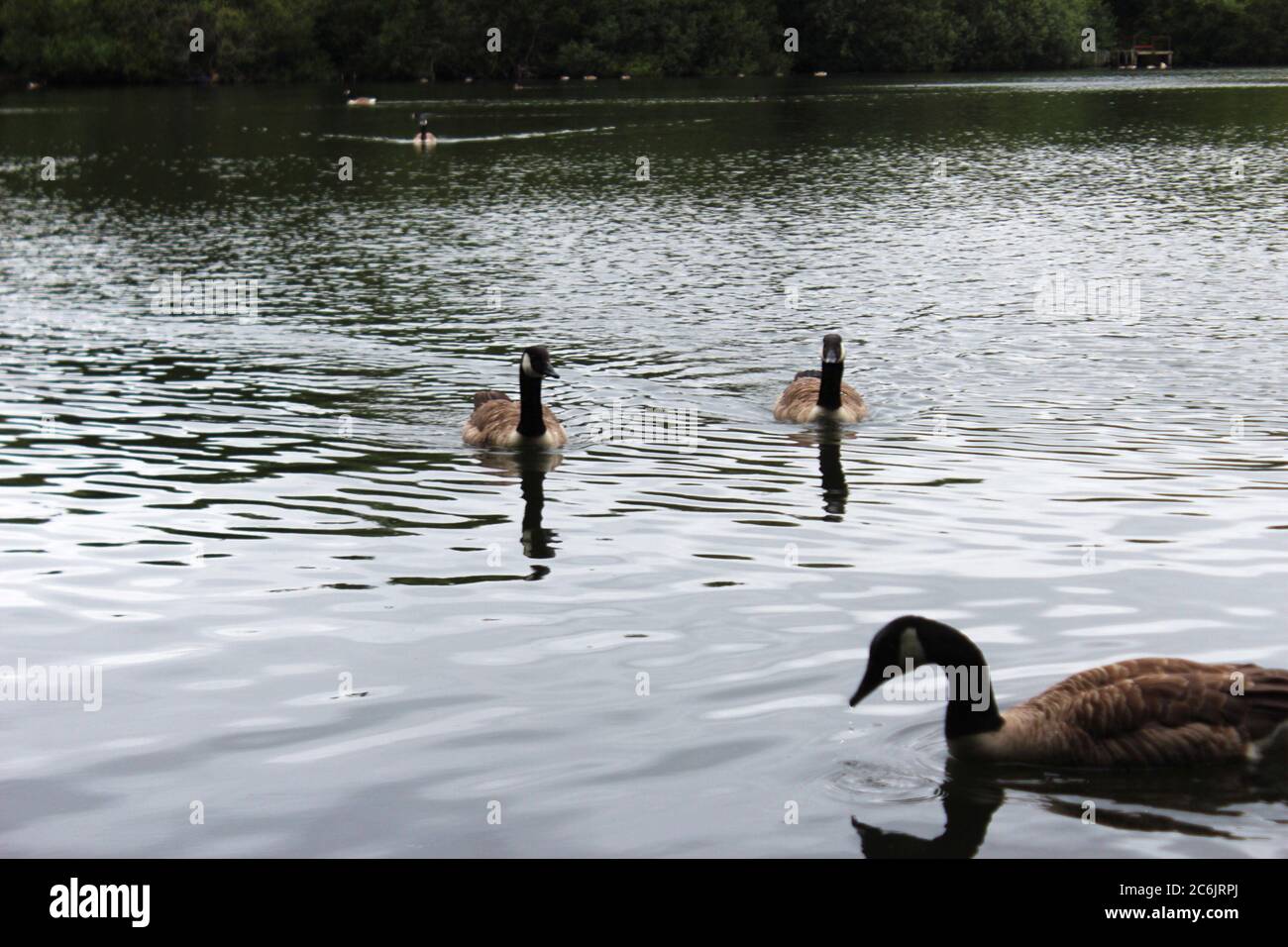 Kanadagänse schwimmen in Richtung Kamera im Chorlton Wasserpark in Manchester, England Stockfoto