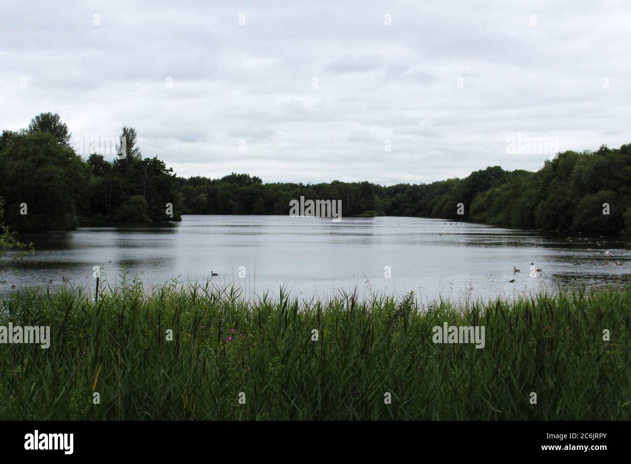 Landschaft des Chorlton Wasserpark, einschließlich eines Sees und dicken Bäumen, in Manchester, England Stockfoto