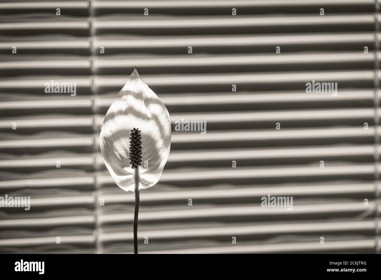 Weiße Blume von Spathiphyllum hinterleuchtete Sonnenlicht vor dem Hintergrund der Fensterläden. Stilvoller gestreifter Hintergrund oder Tapete, schwarz-weiß-Bild Stockfoto