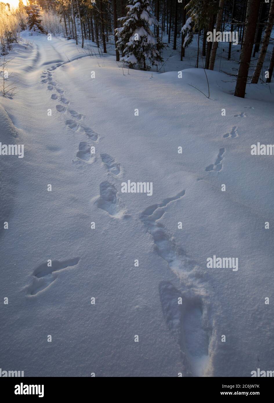 Im Winter kreuzen sich im finnischen Wald die Gleise von Mensch und Berghasen ( Lepus Timidus ) Stockfoto