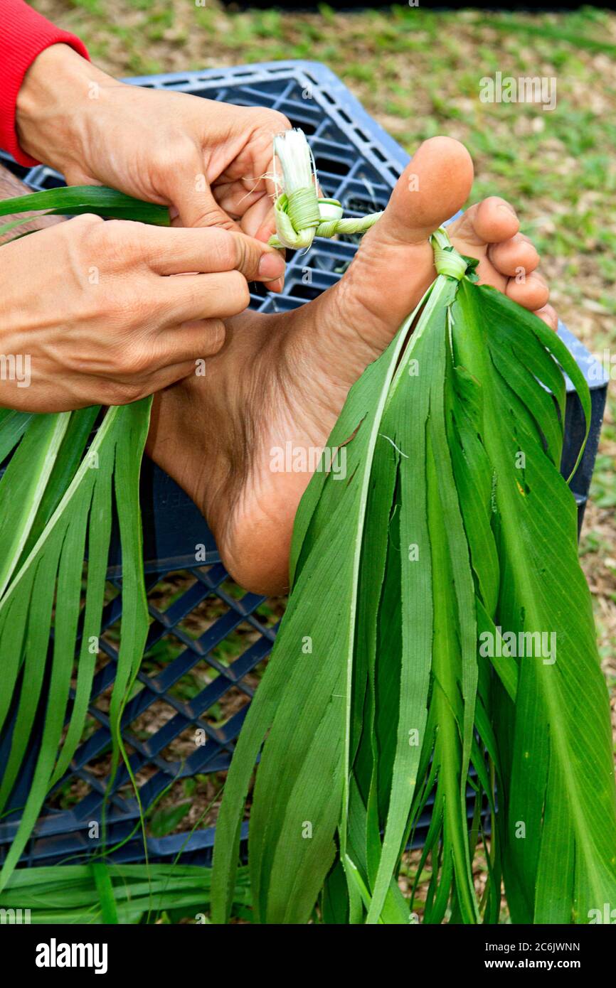 Der einheimische Mann verwendet seine Füße und Zehen, um aus gefürchteten Ti-Blättern in Halawa Valley, Molokai, Hawaii, USA, einen traditionellen lei zu machen. Stockfoto