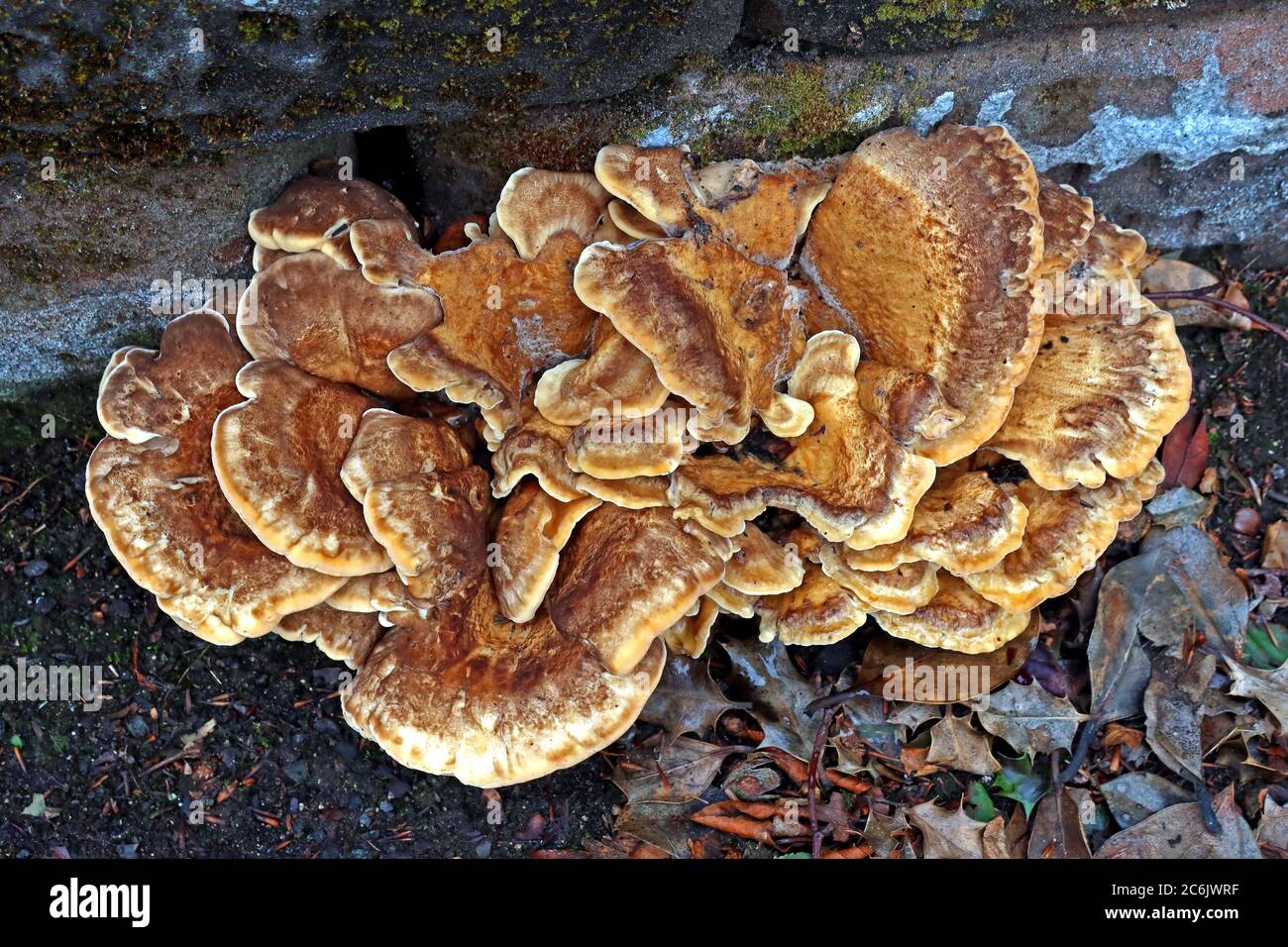 Bracket fungus, saprophyte , Cheshire, England, Vereinigtes Königreich, Polyporen, Basidiomycota Stockfoto