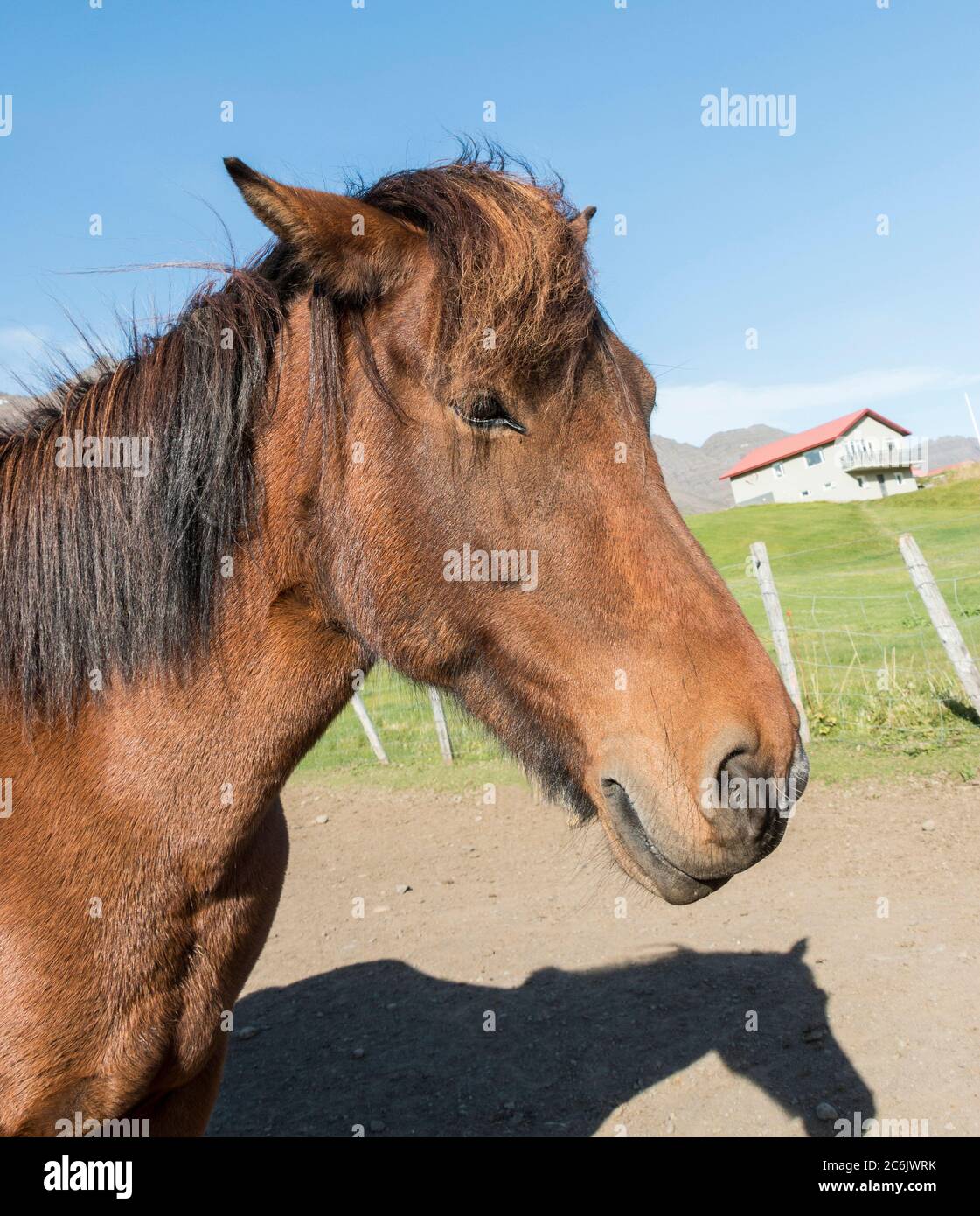 Isländische Pferde sind ein kleines, manchmal Pony-großes Pferd, das in Island aus Ponys entwickelt wurde, die von skandinavischen Siedlern im 9. Und 10. Jahrhundert importiert wurden. Sie sind robust, winterhart und langlebig. Sie sind bekannt für einen unverwechselbaren Gang namens „Tolt“, ein vierbeulter Laufgang, der flüssige, rhythmische Vorwärtsbewegungen erzeugt und sich beim Fahren wunderbar bequem macht. Hier sind die Pferde auf einem Bauernhof im Osten Islands. Stockfoto