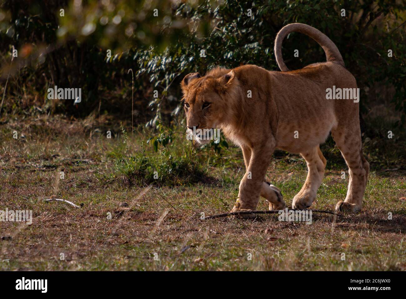Ein Löwenjunges auf dem Maasai Mara National Reserve in Kenia, Afrika Stockfoto