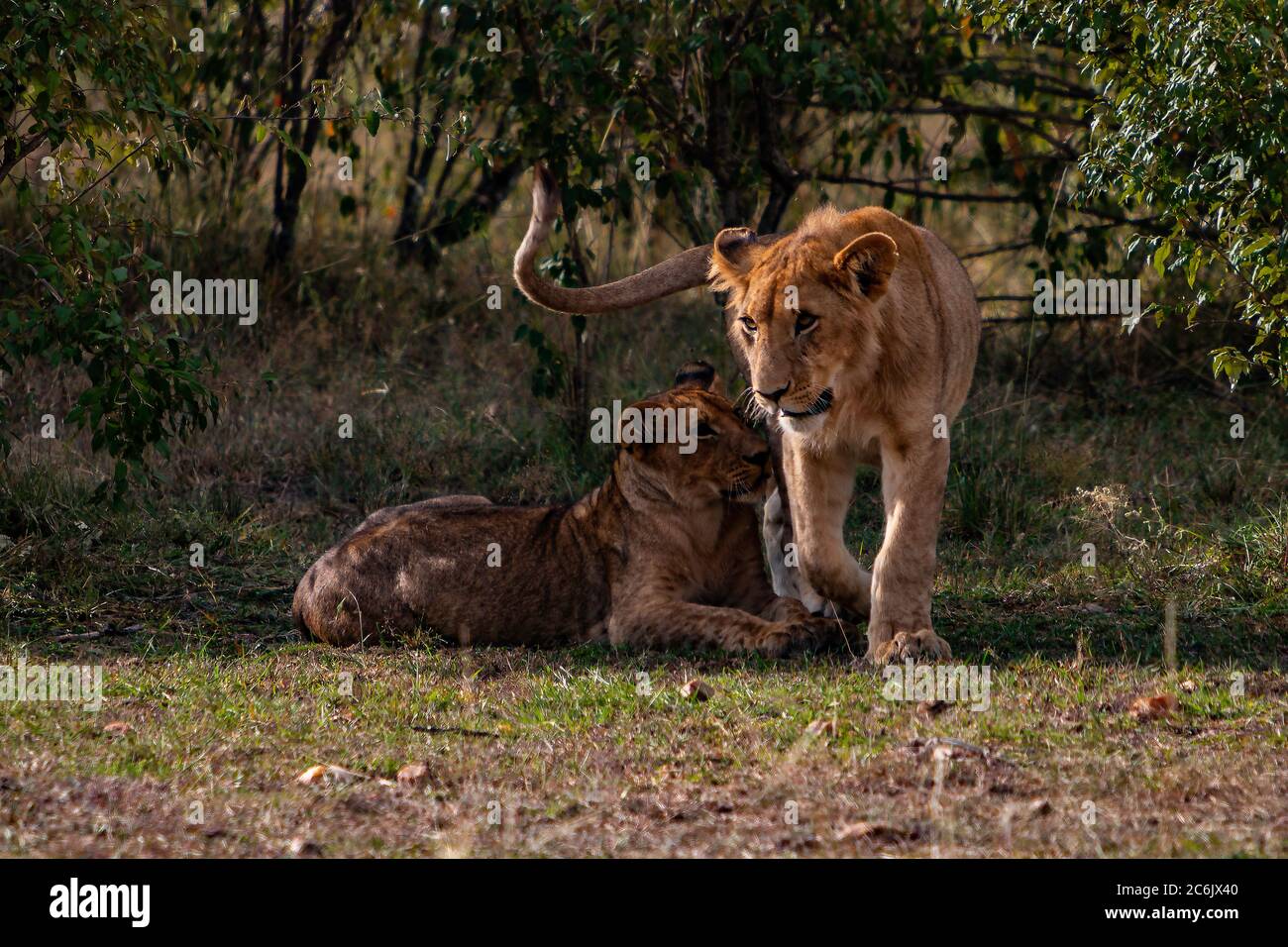 Ein Paar Löwenjungen, die im Schatten des Maasai Mara National Reserve in Kenia, Afrika, spielen Stockfoto