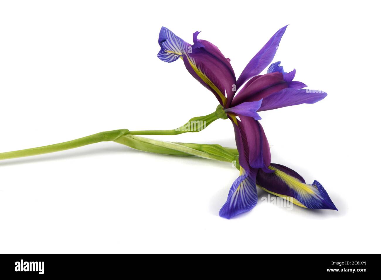 Lila Blume von Iris graminea isoliert auf weißem Hintergrund. Hochauflösendes Foto. Volle Schärfentiefe. Stockfoto