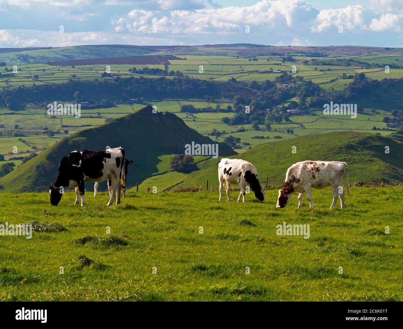 Kühe grasen in der Nähe von Earl Sterndale im Peak District National Park Derbyshire England Stockfoto