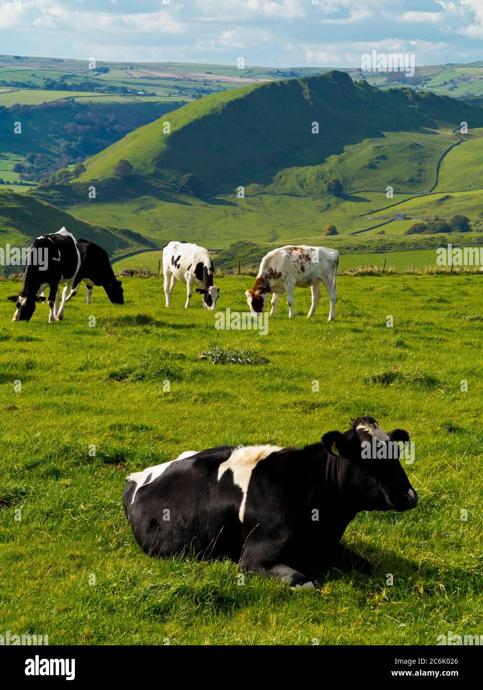 Kühe grasen in der Nähe von Earl Sterndale im Peak District National Park Derbyshire England Stockfoto