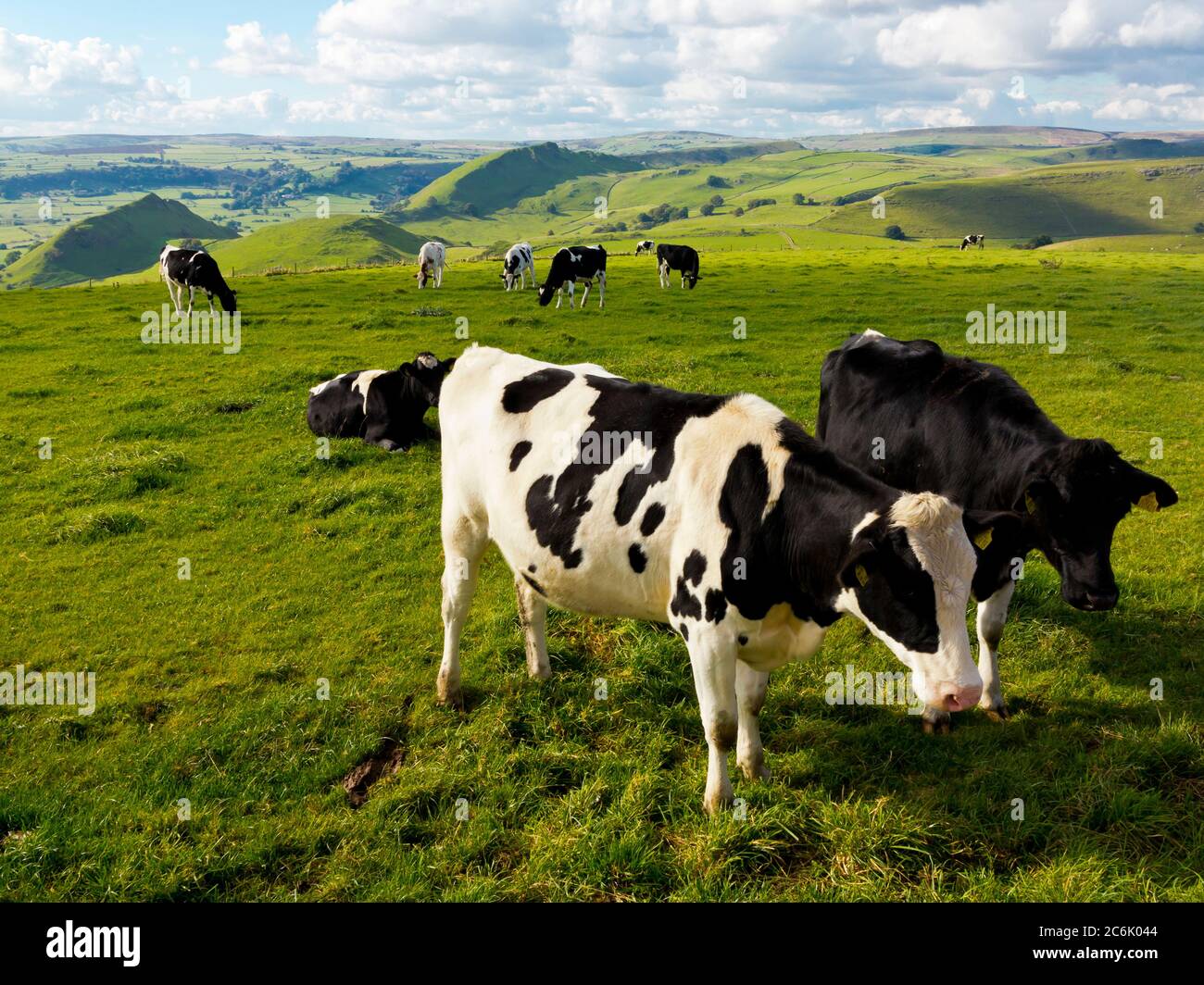 Kühe grasen in der Nähe von Earl Sterndale im Peak District National Park Derbyshire England Stockfoto