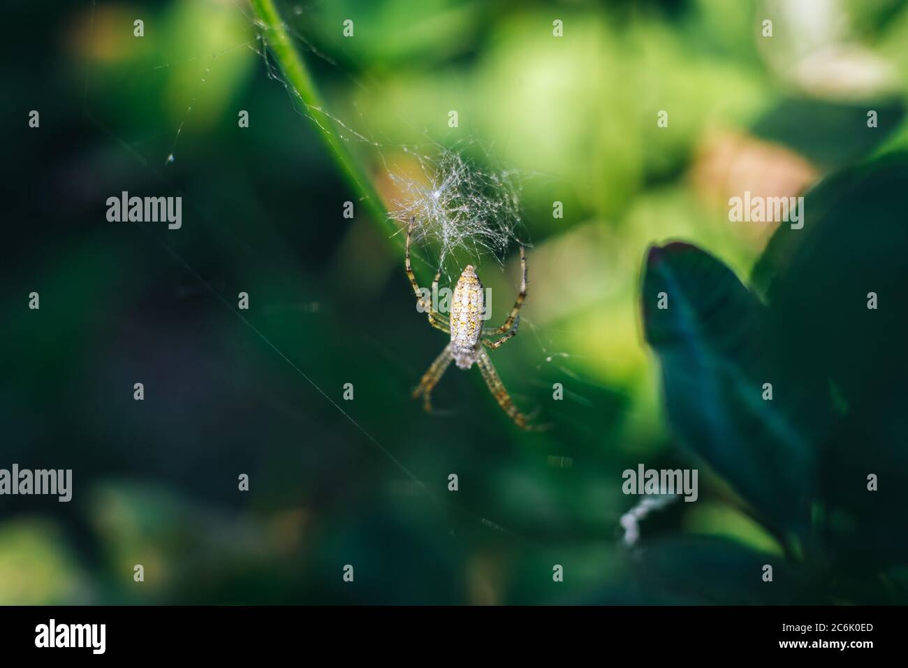 Makroaufnahme einer Spinne auf einem Netz Stockfoto