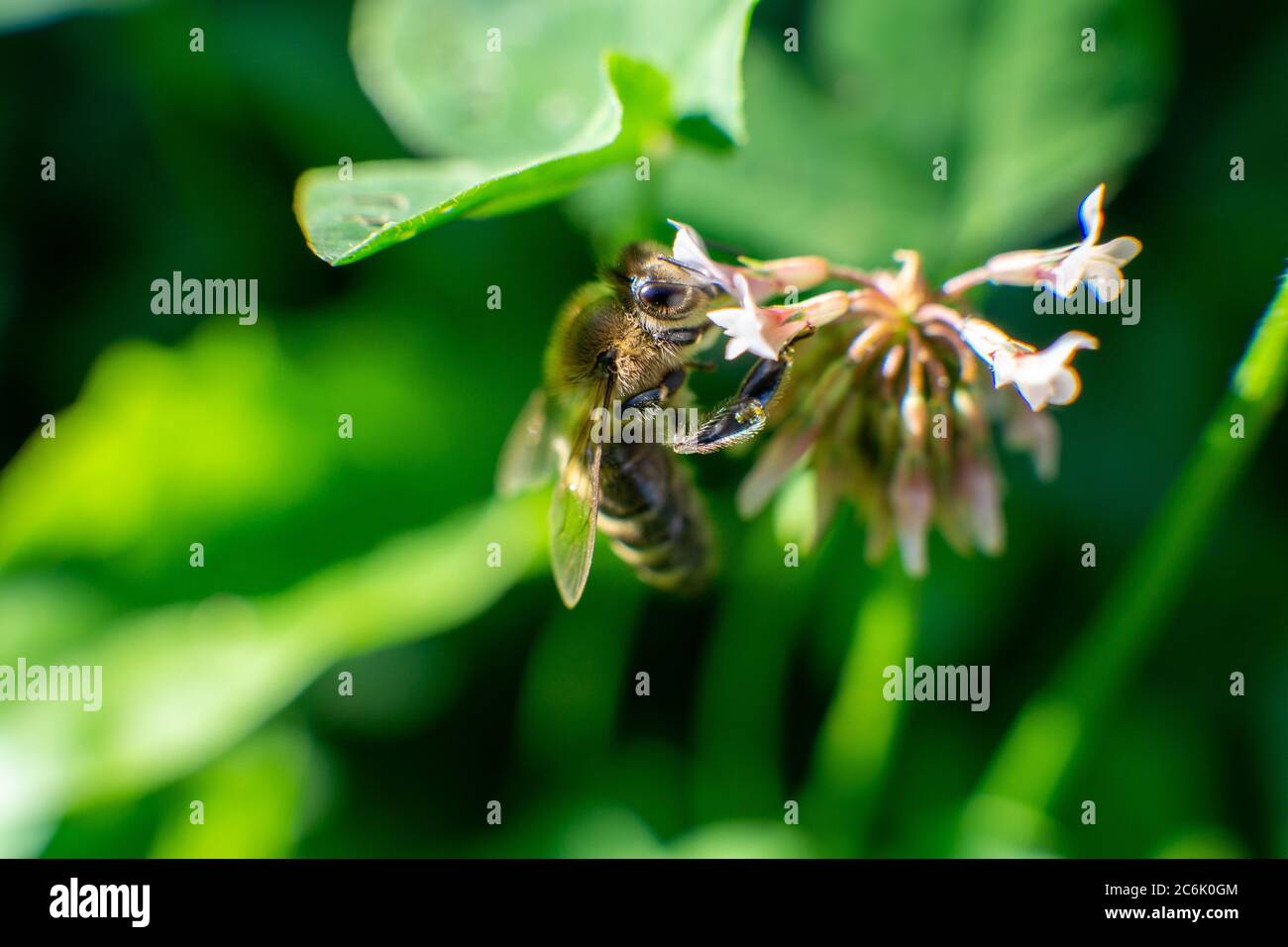 Makroaufnahme einer Biene auf Blume Stockfoto