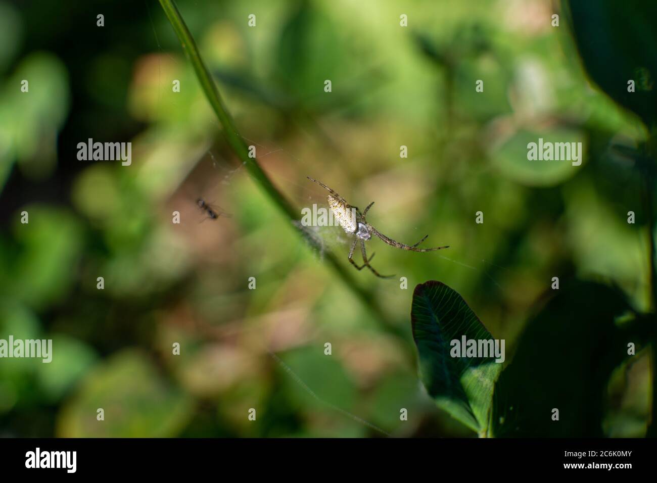 Makroaufnahme einer Spinne auf einem Netz Stockfoto