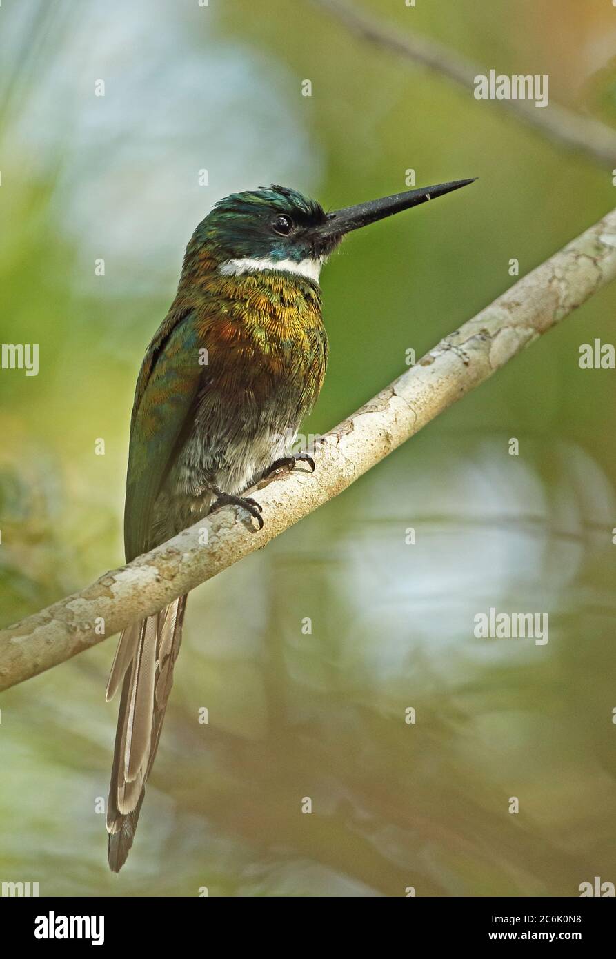 Paradise Jacamar (Galbula dea dea) Erwachsener auf Zweig Inirida, Kolumbien November thront Stockfoto