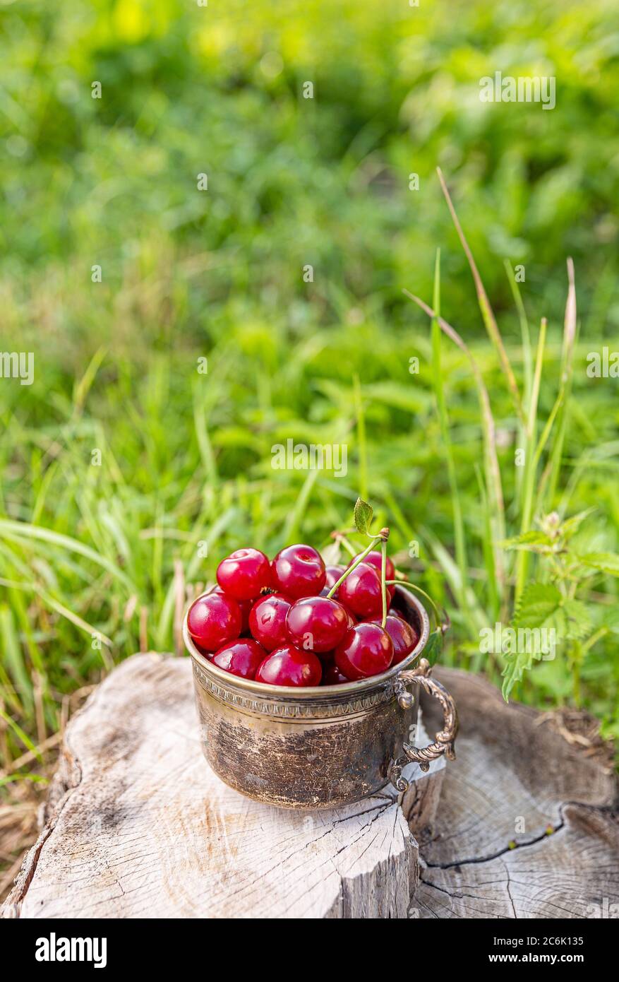 Frische rote Kirschen im Vintage Becher, Außenaufnahme Stockfoto