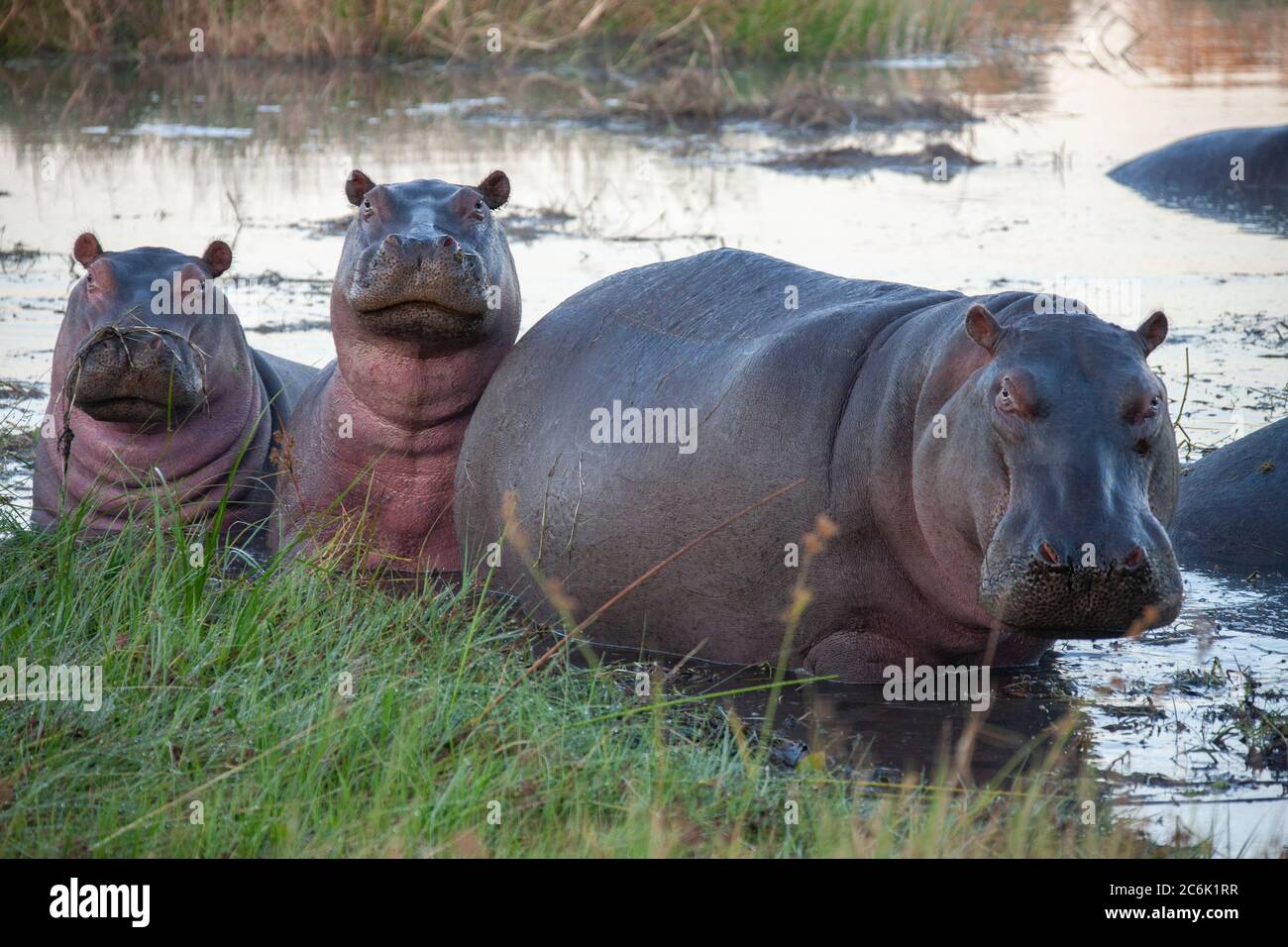 Pod von Hippopotamus (Hippopotamus amphibius) im Khawi River im Norden Botswanas, Afrika. Stockfoto
