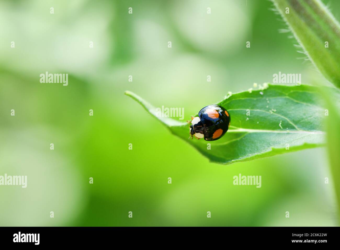 Makro eines asiatischen Marienkäfer (Harmonia axyridis, Coccinellidae), auch bekannt als "Multifarben" oder "Harlekin Marienkäfer", im Garten auf einem Blatt. Hohe RE Stockfoto