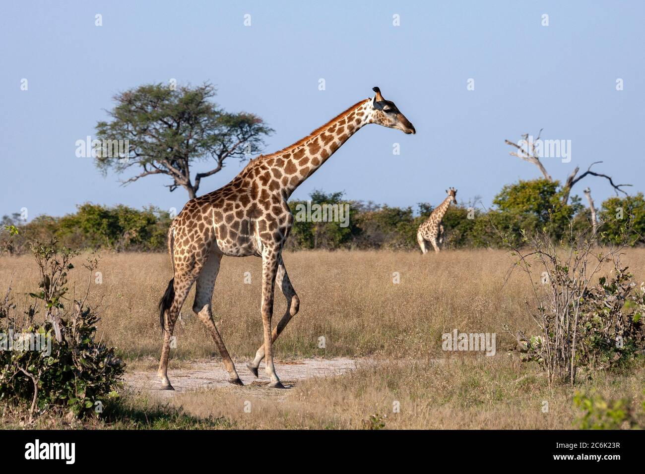 Giraffe (Giraffa camelopardalis) Wandern in der Savuti-Region im Norden Botswanas, Afrika. Die Giraffe ist das höchste lebende Landtier und t Stockfoto