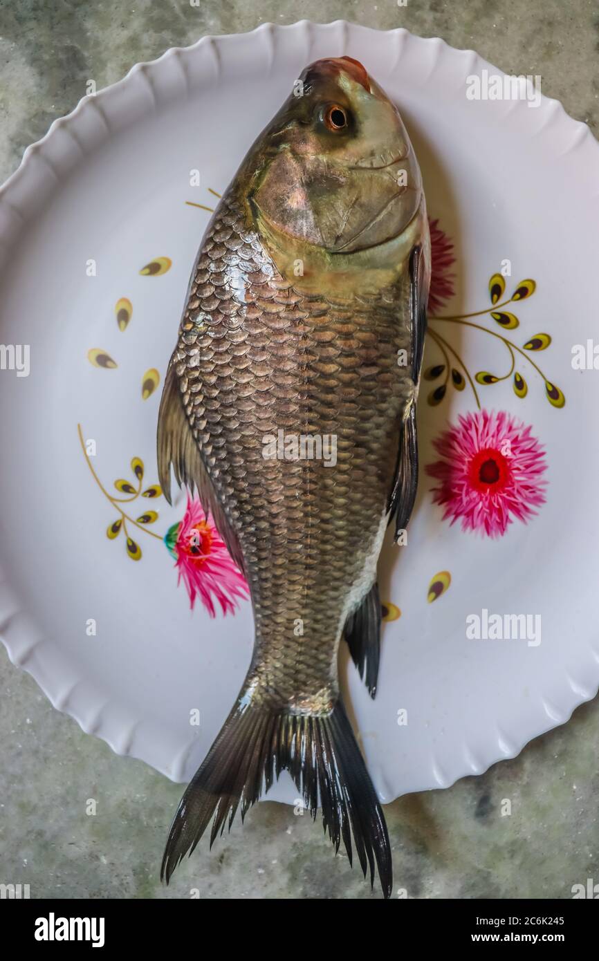 Indischer köstlicher Fisch katla, vertikale Ansicht von oben Stockfoto