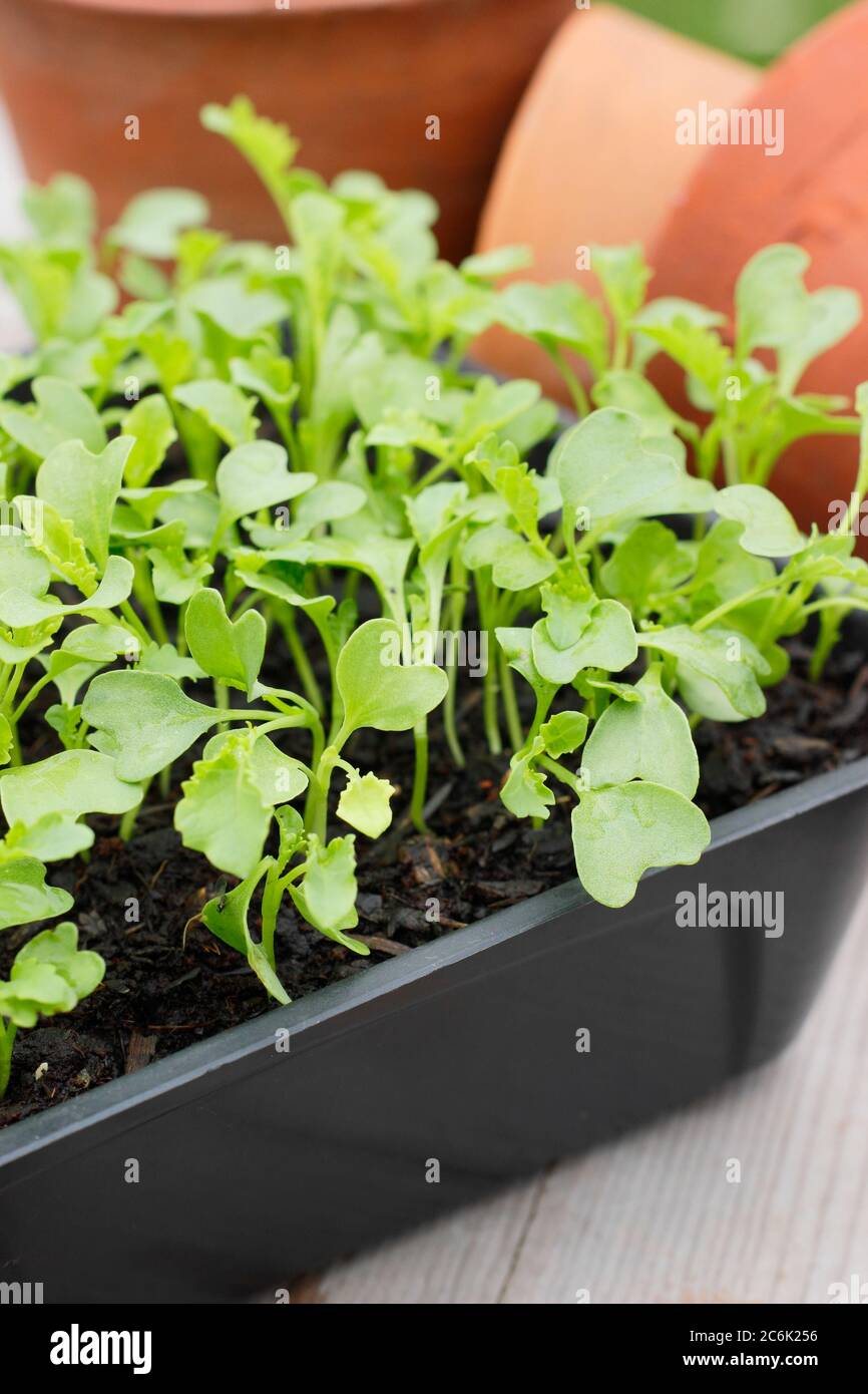 Brassica oleracea 'Zwerg Grün gewellt' Grünkohl Sämlinge in einem Tablett bereit für das Stecheln und Eintopfen auf. GROSSBRITANNIEN Stockfoto