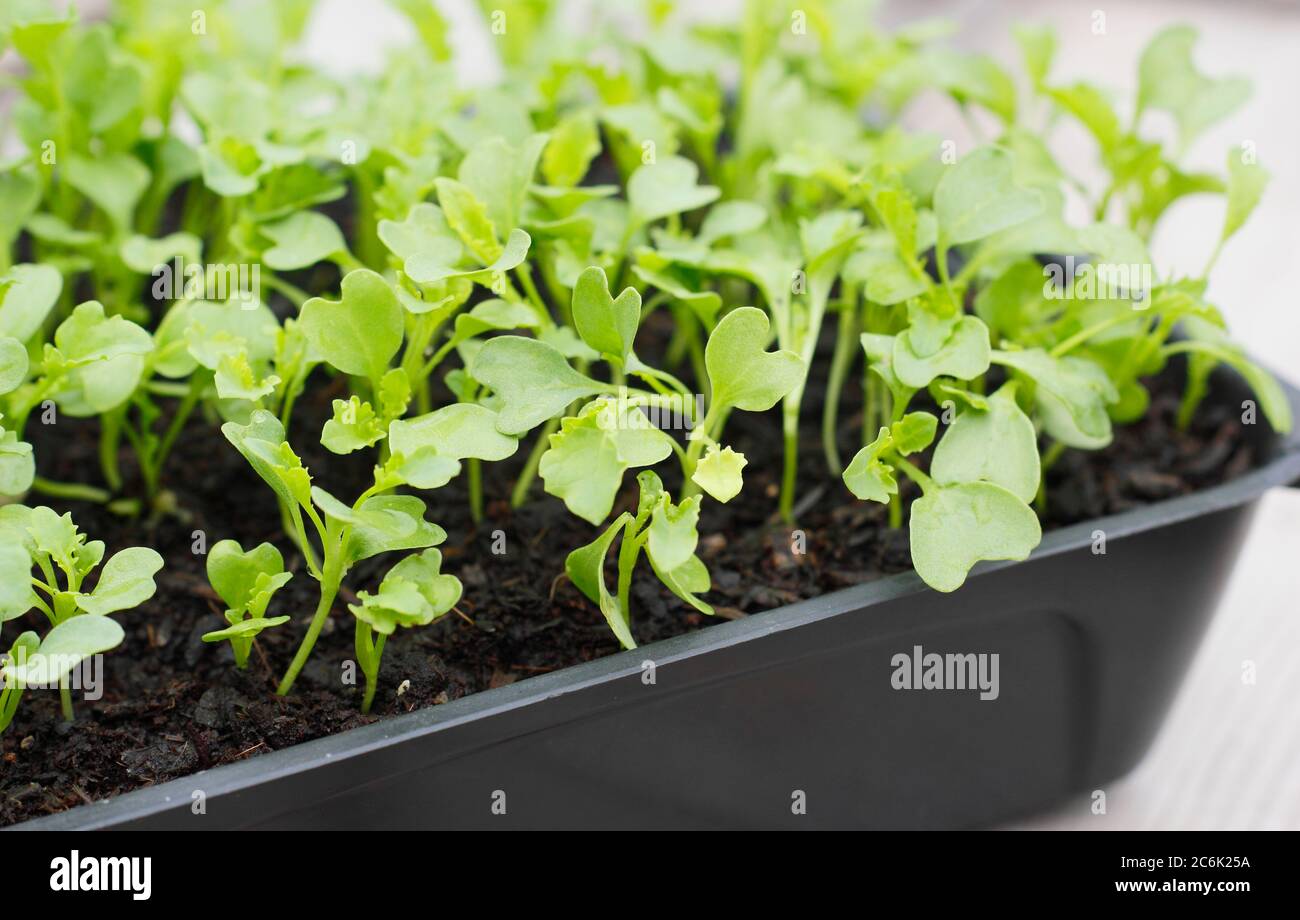 Brassica oleracea 'Zwerg Grün gewellt' Grünkohl Sämlinge in einem Tablett bereit für das Stecheln und Eintopfen auf. GROSSBRITANNIEN Stockfoto