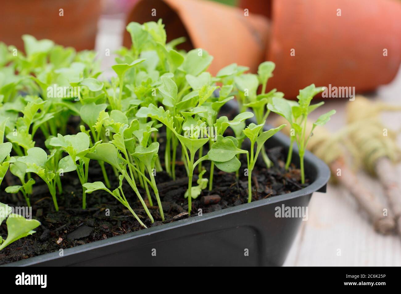 Brassica oleracea 'Zwerg Grün gewellt' Grünkohl Sämlinge in einem Tablett bereit für das Stecheln und Eintopfen auf. GROSSBRITANNIEN Stockfoto