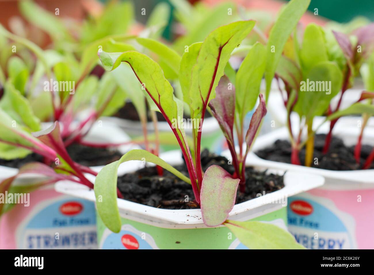 Rote Beete-Sämlinge. Beta vulgaris „Rainbow Mixed“-Beetroot-Sämlinge in recycelten Joghurtköpfen. VEREINIGTES KÖNIGREICH Stockfoto