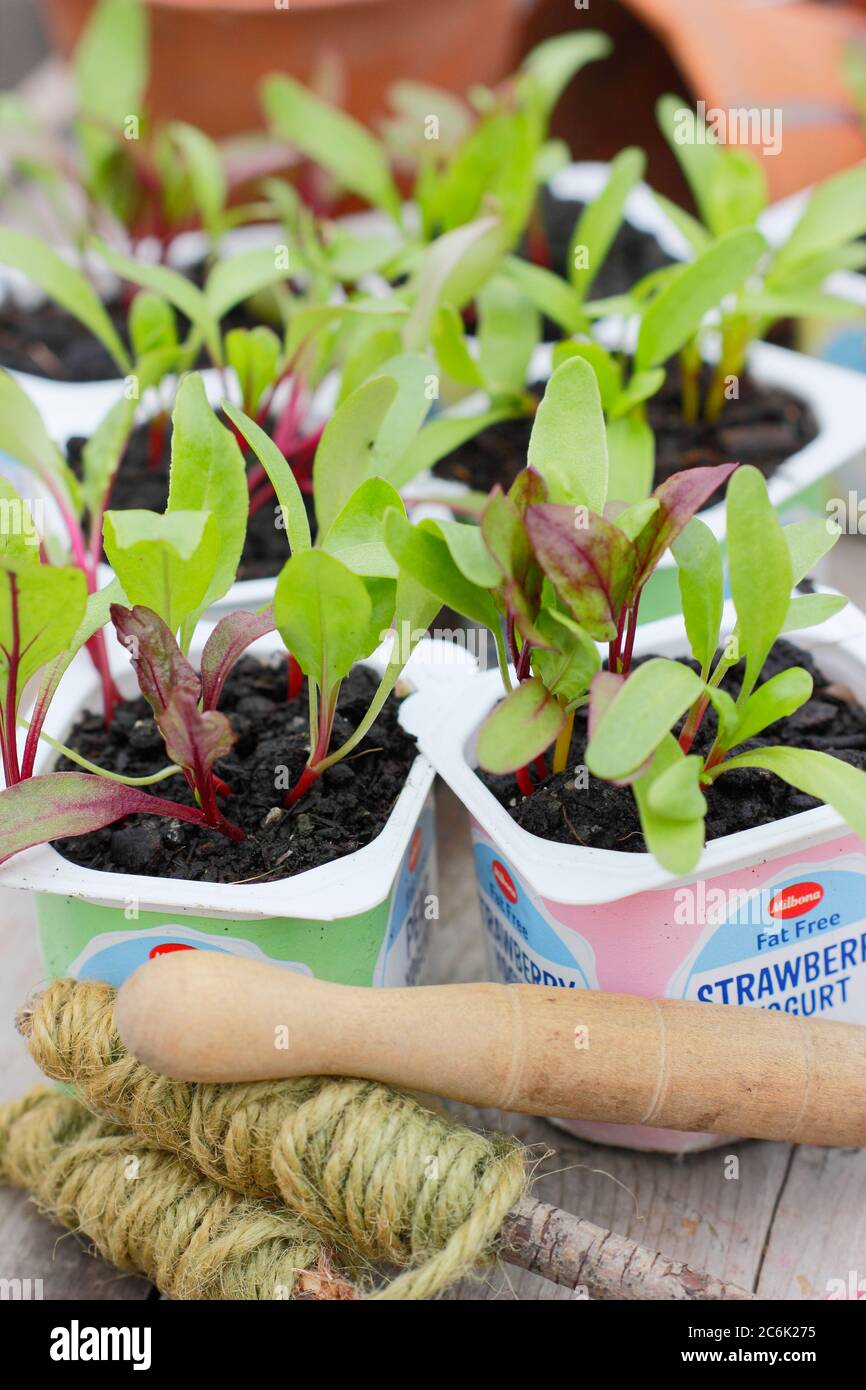 Rote Beete-Sämlinge. Beta vulgaris „Rainbow Mixed“-Beetroot-Sämlinge in recycelten Joghurtköpfen. VEREINIGTES KÖNIGREICH Stockfoto