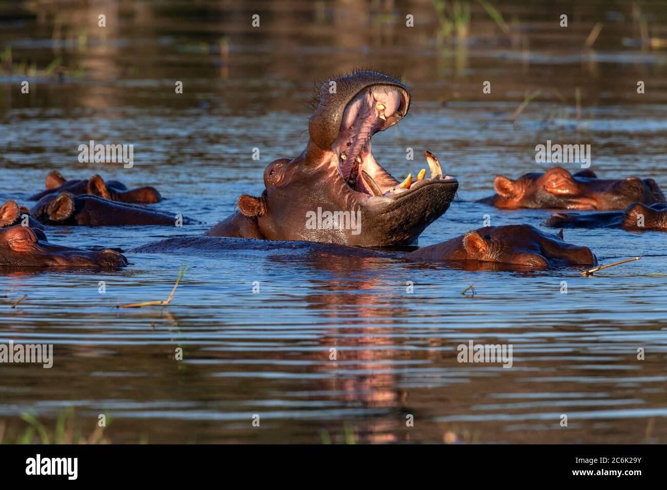 Pod von Hippopotamus (Hippopotamus amphibius) im Chobe River im Chobe National Park im Norden Botswanas, Afrika. Stockfoto