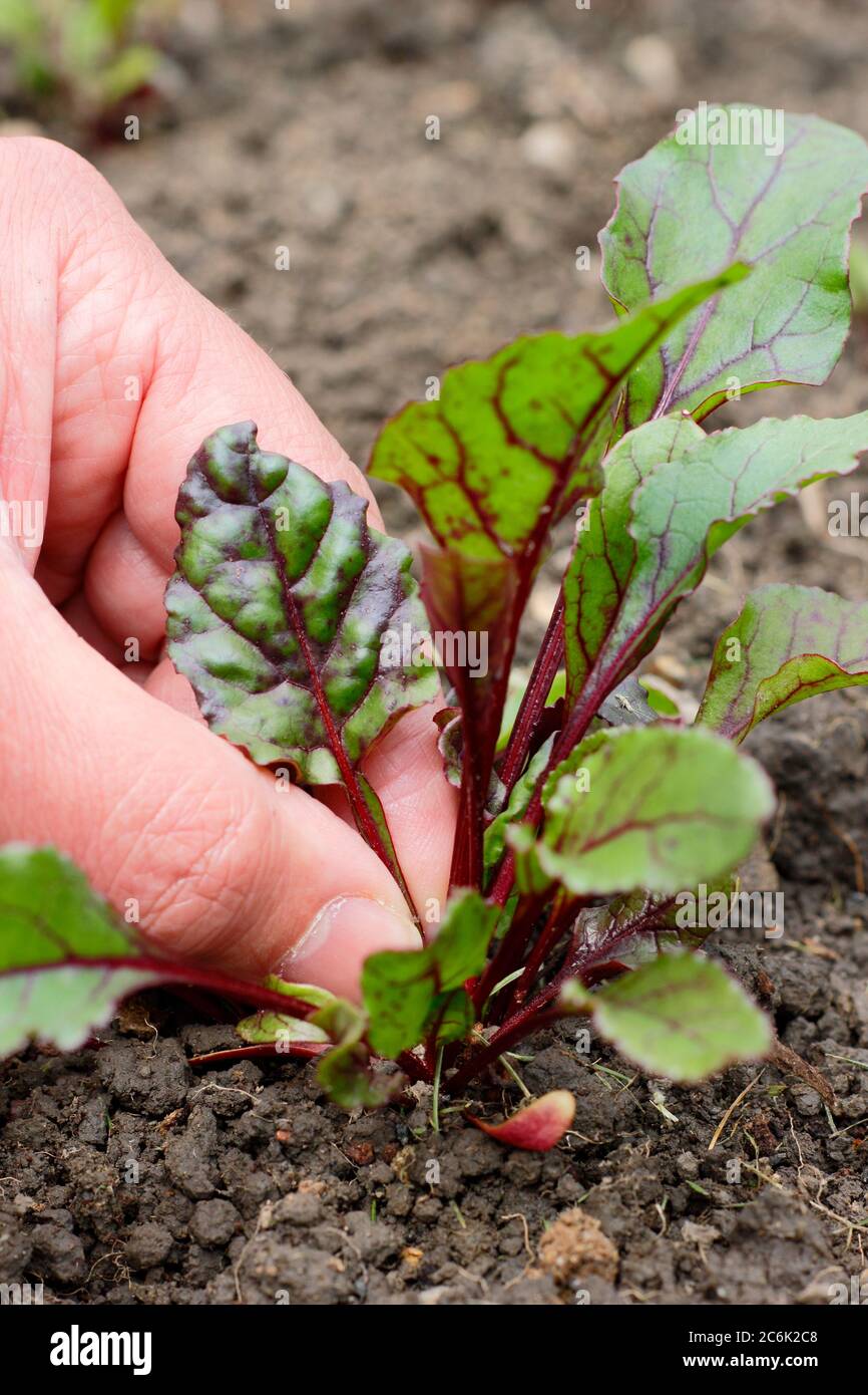 Beta vulgaris 'Regenbogen gemischt'. Die Blätter junger Rote Beete für den Salat pflücken Stockfoto