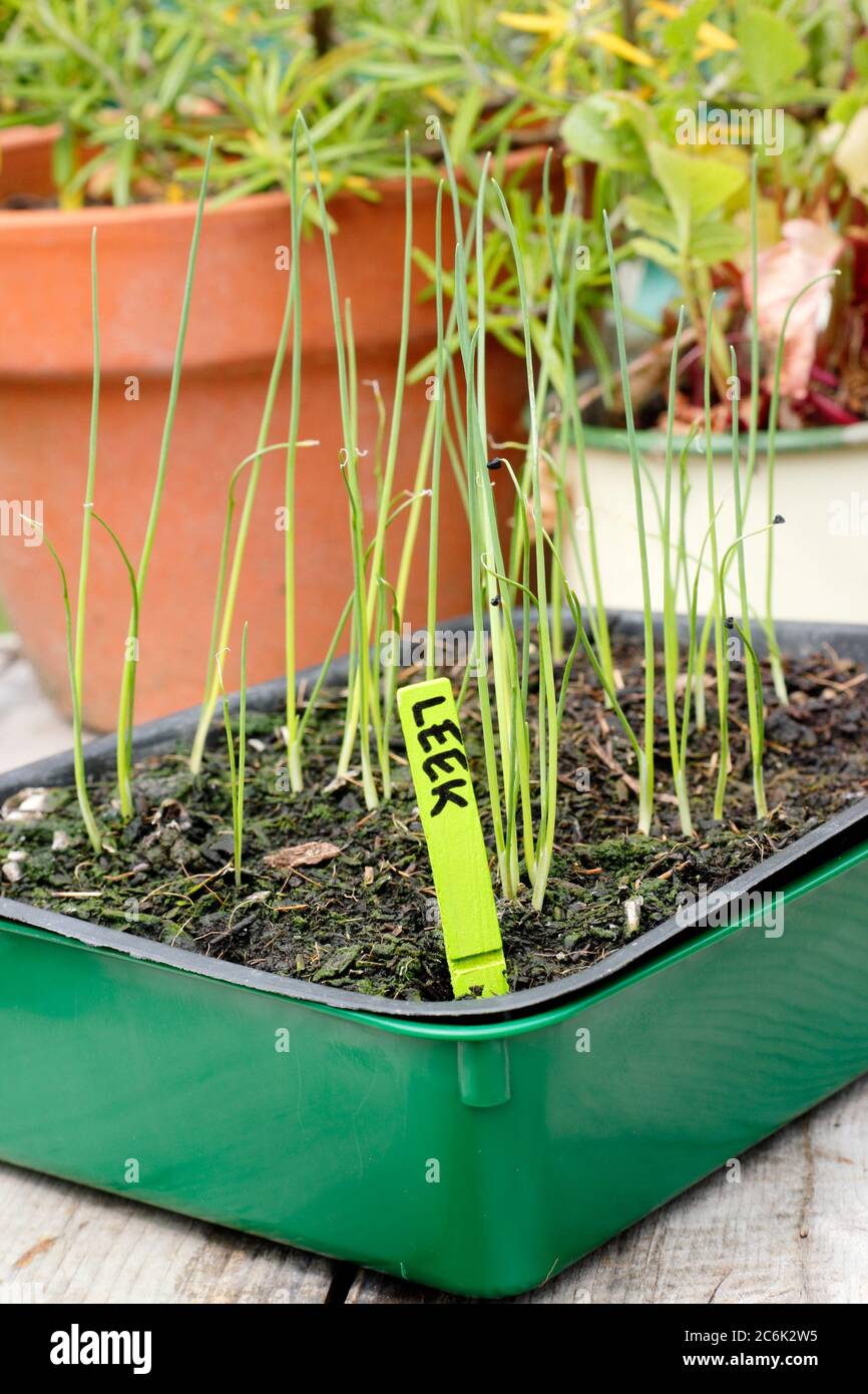 Lauchkeimlinge in einem Tablett bereit zum Eintopfen. Allium porrum 'Crusader' F1. VEREINIGTES KÖNIGREICH Stockfoto