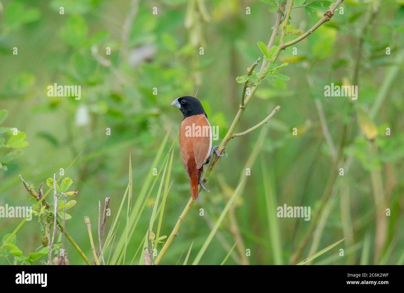 Ein kleiner Wildvogel auf dem Ast des Baumes. Stockfoto